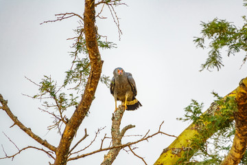 Eagle on top of dry branch