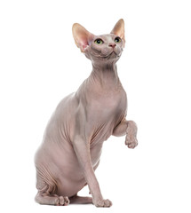 Sphynx pawing up