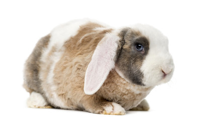 Rabbit in front of a white background
