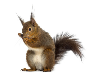 Fototapeta premium Red squirrel in front of a white background