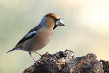 Hawfinch at feeding point