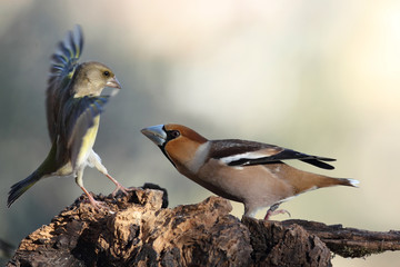Hawfinch at feeding point