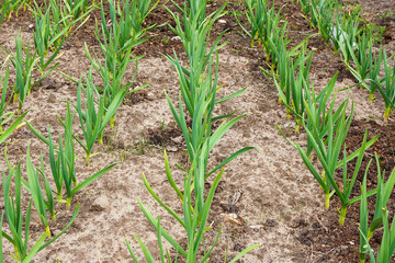 Young green garlic growing in the garden. Spring harvest. Rows in the ground.