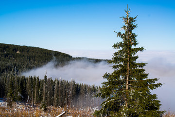 Beautiful view with spruces and fog on winter mountain and clear blue sky. Vitosha mountain, Sofia, Bulgaria.