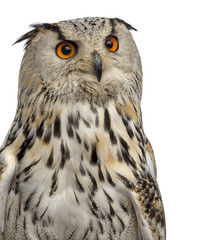 Close-up of a Siberian Eagle Owl - Bubo bubo (3 years old) in front of a white background