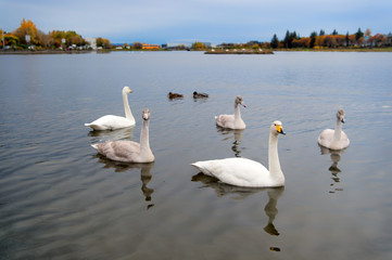 Swan, duck birds on pond water in Reykjavik, Iceland
