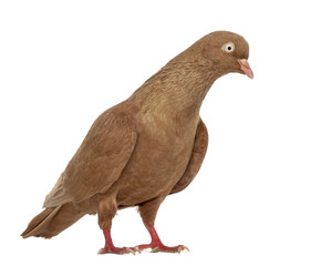 Tumbler belgium pigeon isolated on white