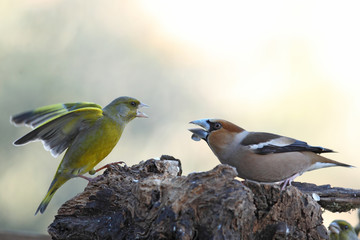 Hawfinch at feeding point
