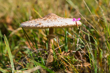 Parasolpilz in Wiese, Macrolepiota procera
