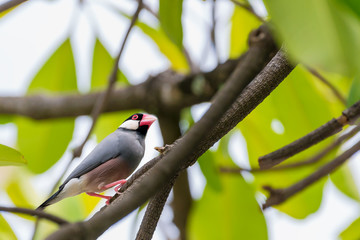 Java Sparrow bird