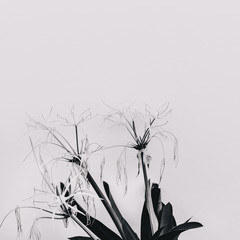 Modern art. Plant lovers. Flower. Black and white mood minimal concept