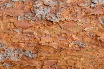 wood background