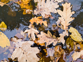 Autumnal leaves on the water surface