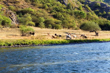 Cows graze on the river bank.