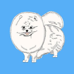 White pomeranian dog hand drawn illustration. Cute white dog sketch on blue background.