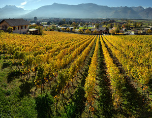 Fototapeta na wymiar panorama of autumn vineyards in Switzerland
