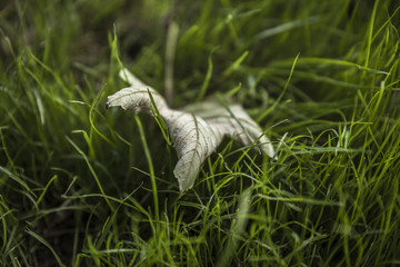 Close up of Autumn Leaf in long grass using shallow depth of field