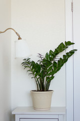 A green flower zamioculcas in a pot on a white nightstand in a room with white wallpaper