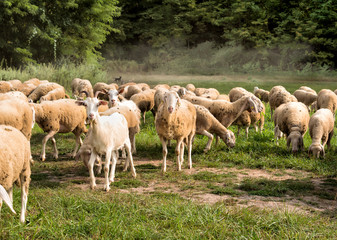 Obraz na płótnie Canvas Flock of Sheep on the lawn are eating grass.