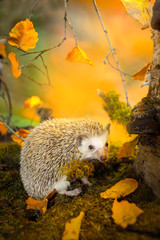 Small african pygmy hedgehog