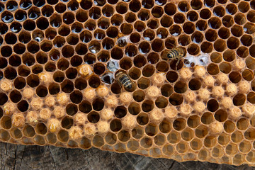 Close up view of the working bee on the honeycomb with sweet honey..