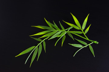 tropical leaf frame top view.