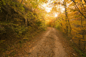 Fototapeta premium Autumn path in the forest