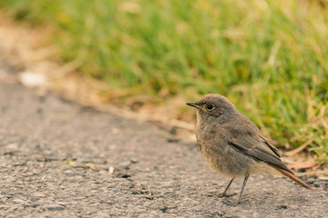 Little bird on the ground