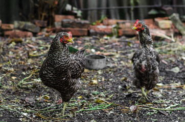 two grazing gray spotted chicken