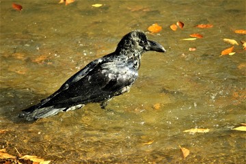 カラス
