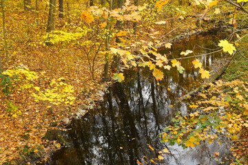 Autumn Landscape with a Creek. View from Above.