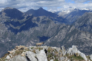Fototapeta na wymiar Zauberhafte Alpenlandschaft / Blick vom Monte Berlinghera zu den Gipfeln der Bernina-Alpen