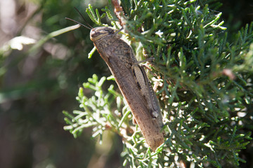 grasshopper