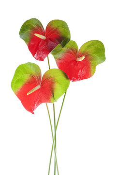 flores anturium aisladas