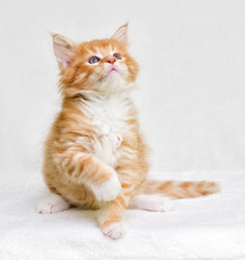cute red tabby kitten