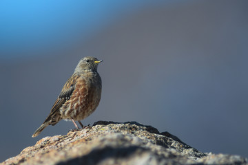 Sordone (Prunella collaris) - ritratto