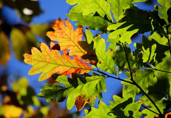 Autumn Forest Details: leaves, flowers, twigs and more