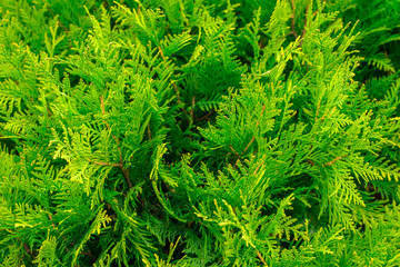 Fototapeta premium texture green bush on the whole frame