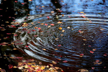 Ripples in the water