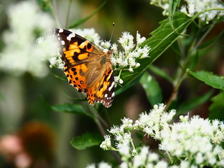 Butterflies: Monarch, Painted Lady, Cabbage White