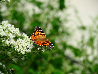Fototapeta na wymiar Butterflies: Monarch, Painted Lady, Cabbage White