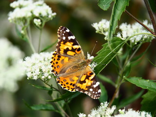 Butterflies: Monarch, Painted Lady, Cabbage White