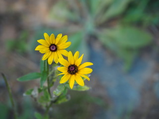 Yellow Flowers among tall grass: black eyed Susans