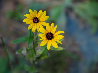 Yellow Flowers among tall grass: black eyed Susans