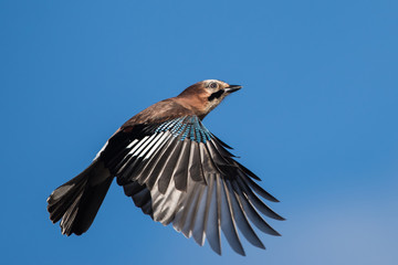 Jay, Garrulus glandarius