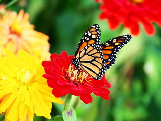 Fototapeta na wymiar Butterflies: Monarch, Painted Lady, Cabbage White