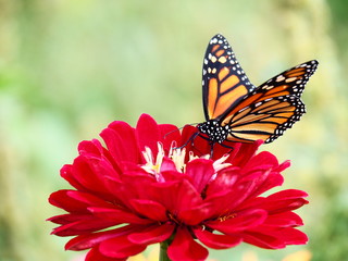 Butterflies: Monarch, Painted Lady, Cabbage White