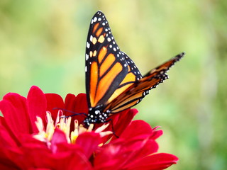 Butterflies: Monarch, Painted Lady, Cabbage White