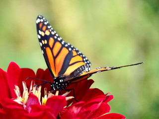 Butterflies: Monarch, Painted Lady, Cabbage White