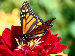 Butterflies: Monarch, Painted Lady, Cabbage White